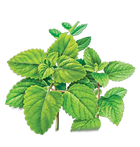 Pepermint PNG