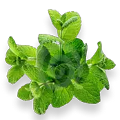 Pepermint PNG
