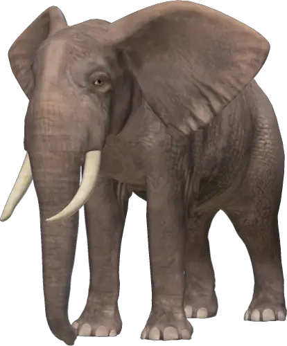 Elephant PNG