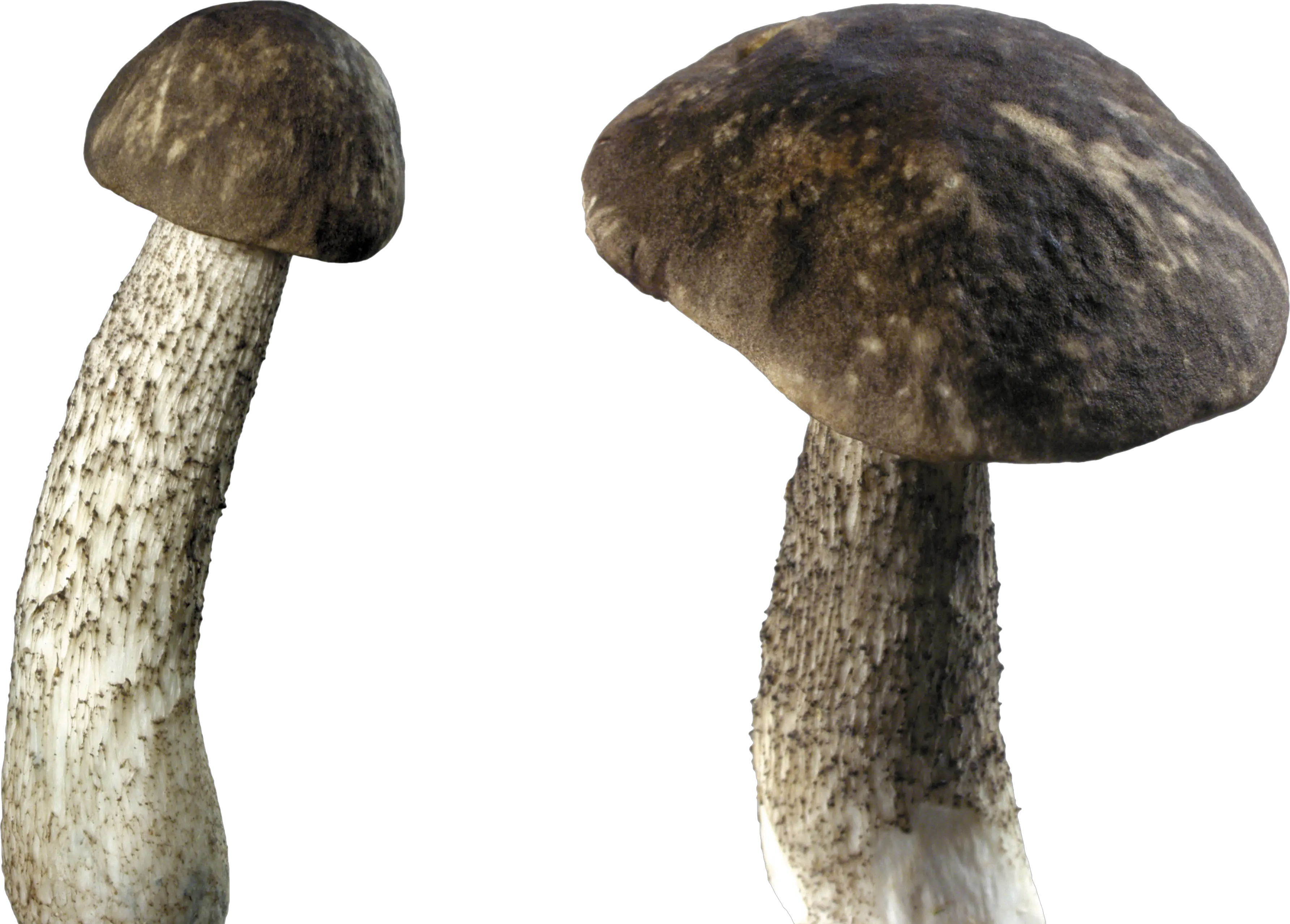 Mushroom PNG image