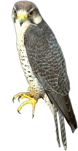 Falcon PNG
