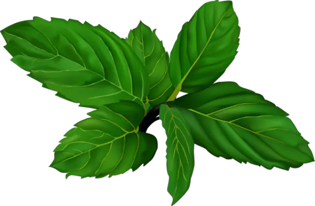 mint PNG