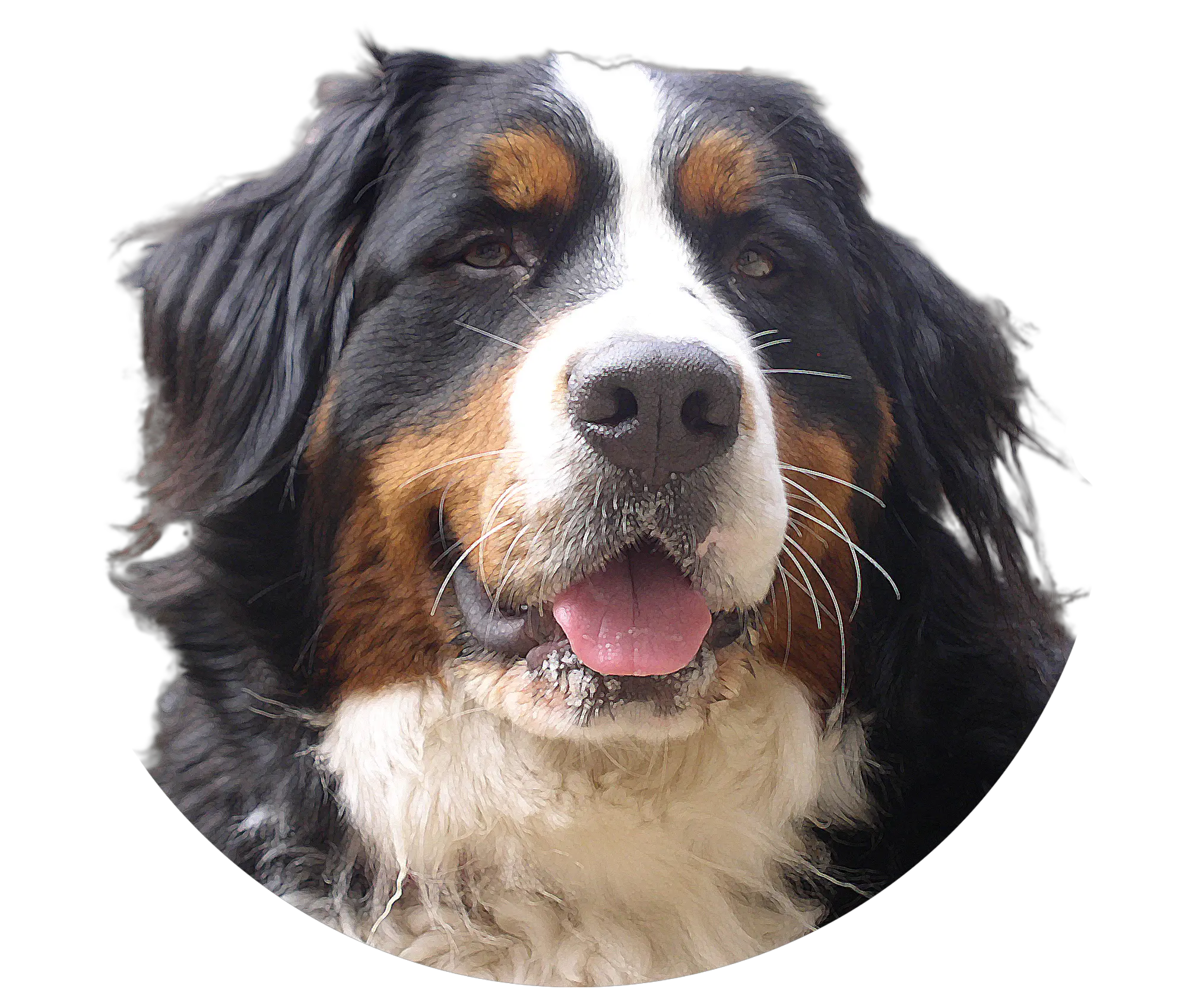 dog PNG image