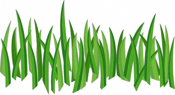 grass png image green picture