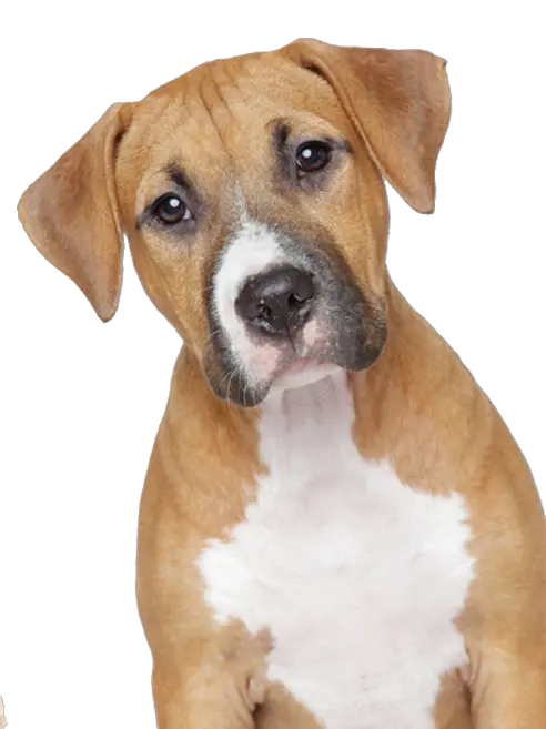 dog png image picture download dogs