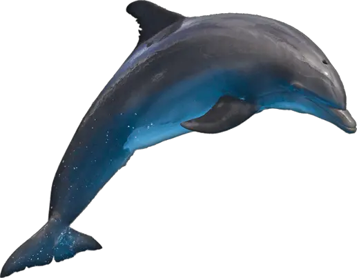 Dolphin PNG