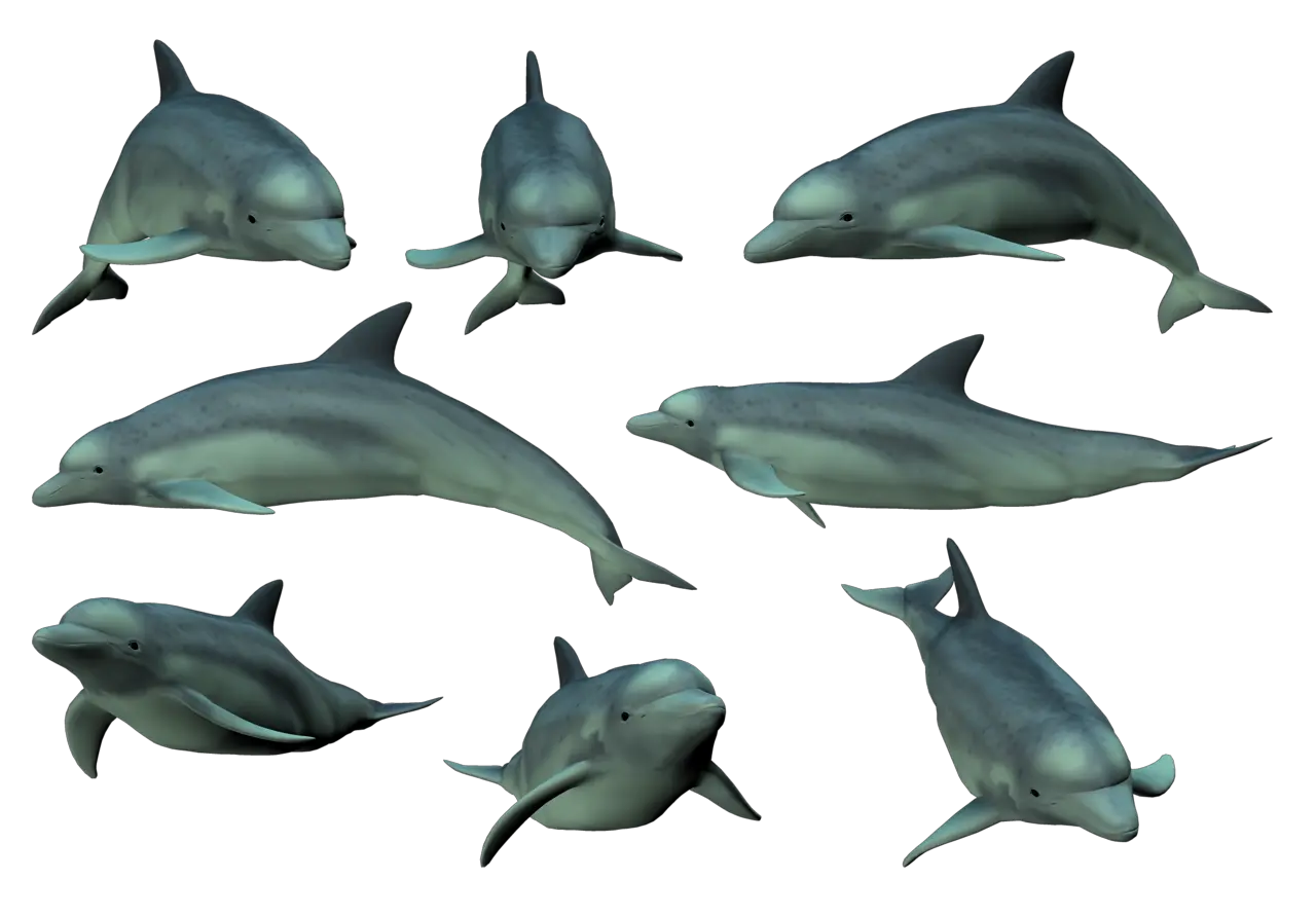 Dolphin PNG