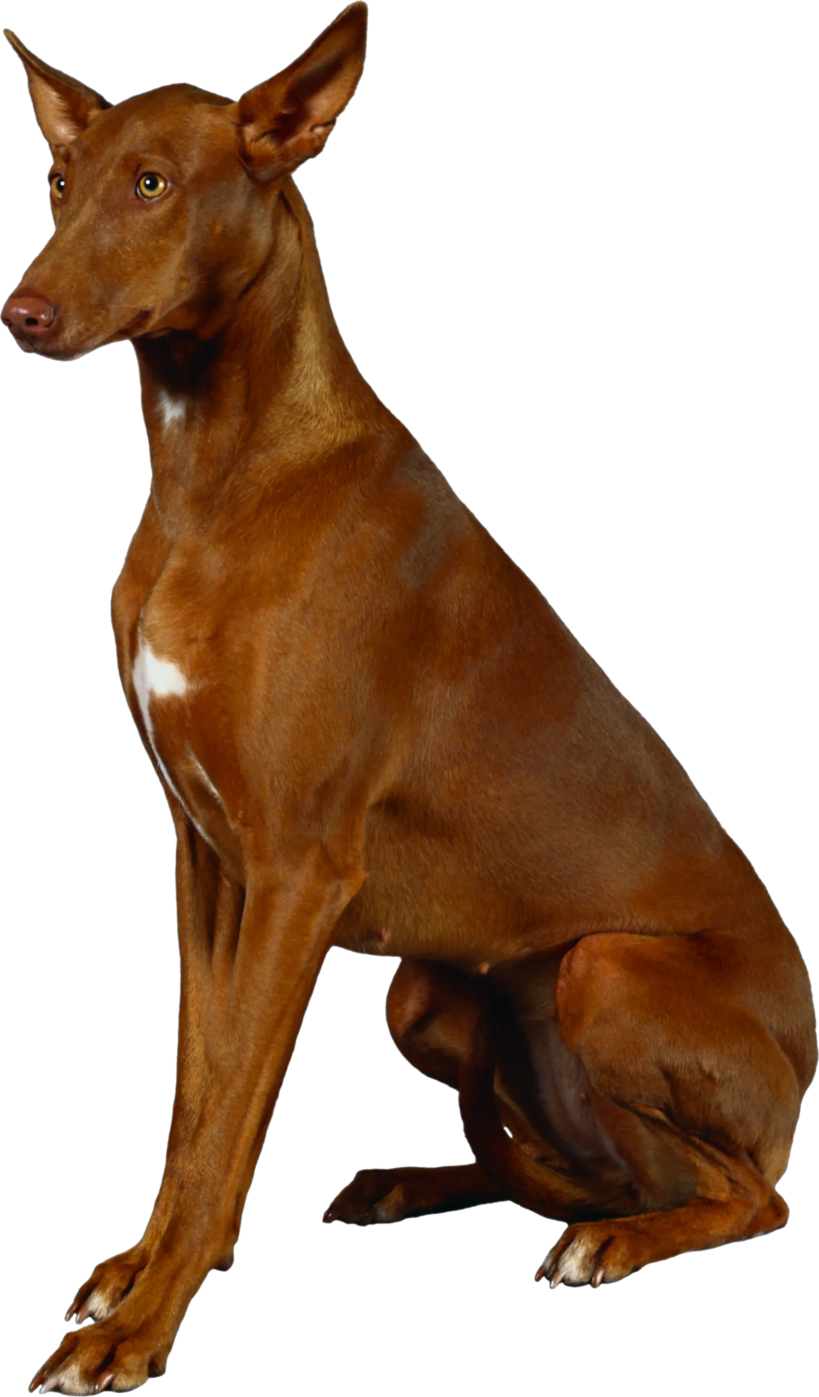 Dog PNG