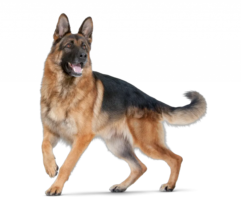 Dog PNG