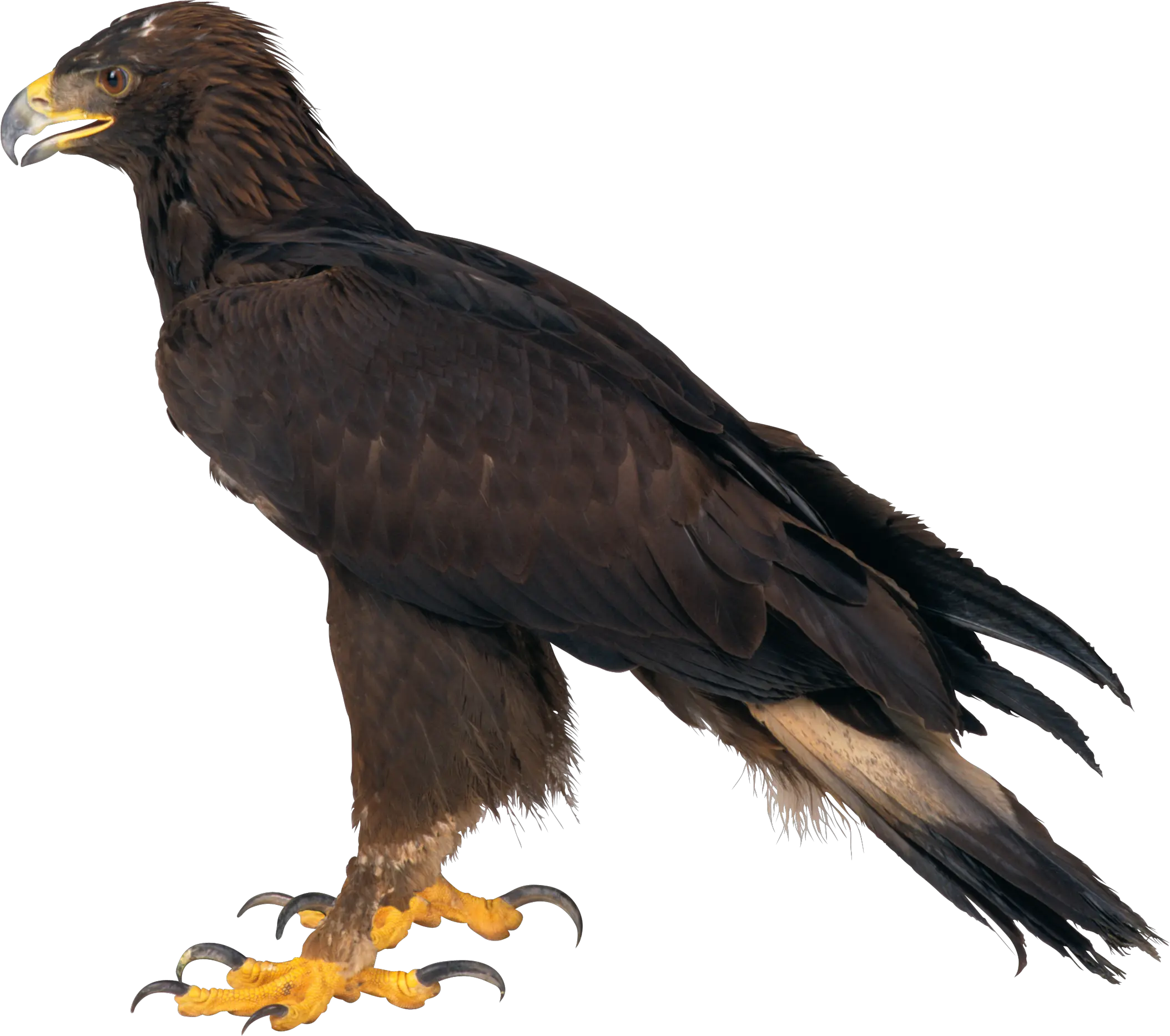 Eagle PNG image free download