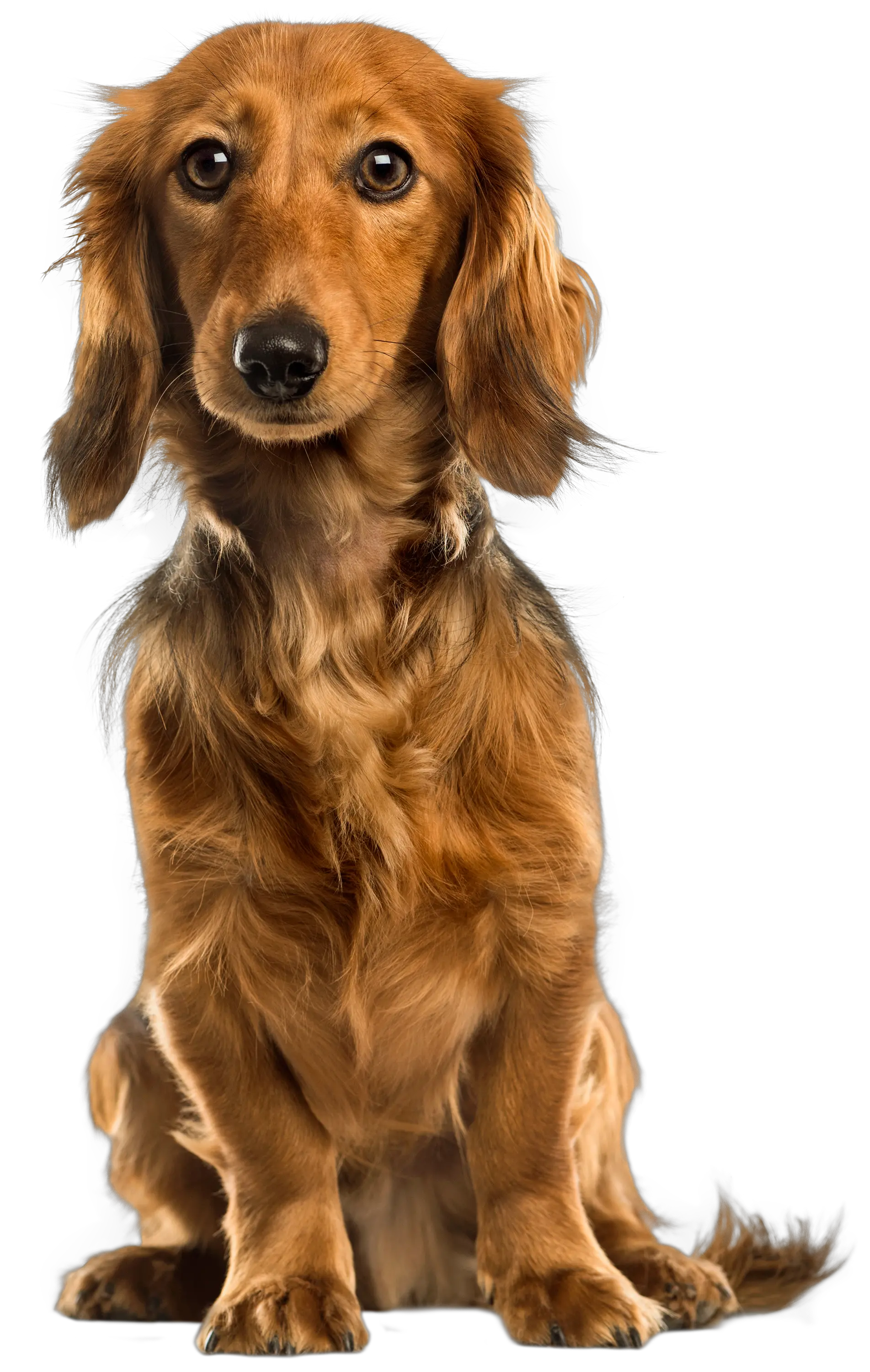 Dog PNG