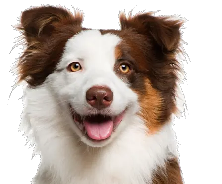 Dog PNG