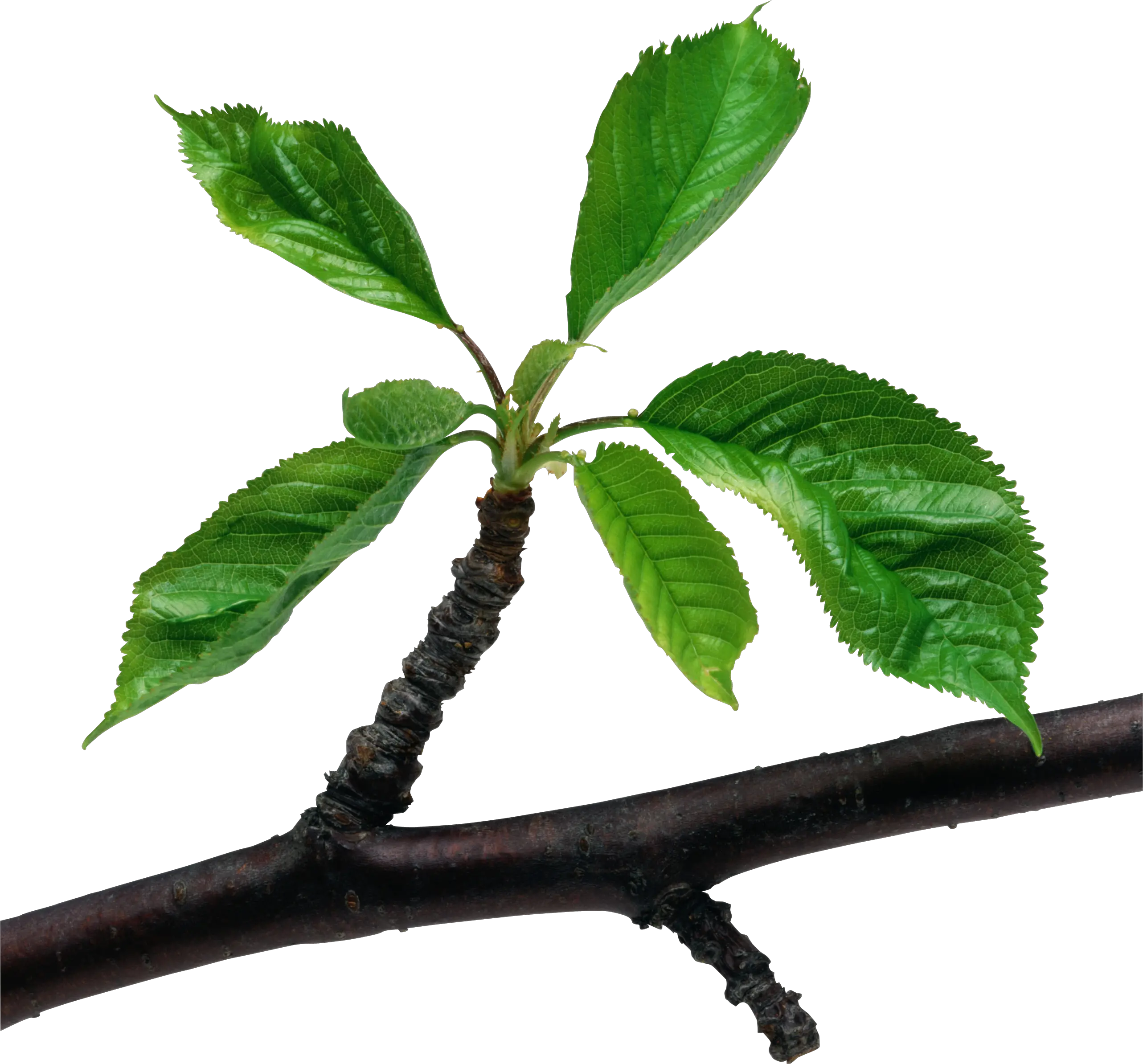 Green leaves branch PNG