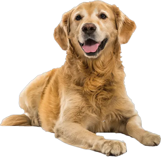 Dog PNG
