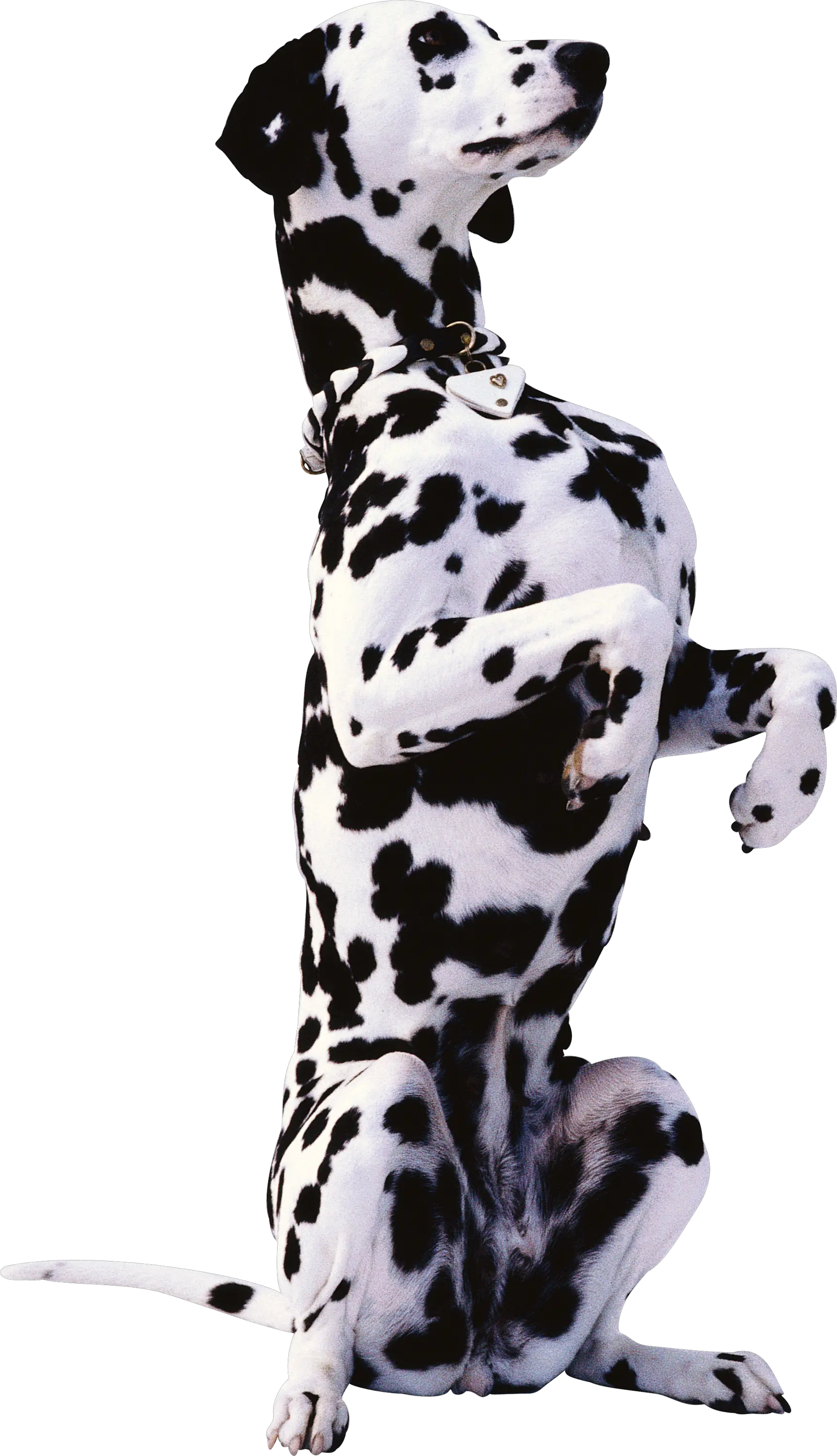 Dog PNG