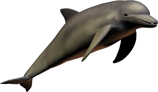 Dolphin PNG image