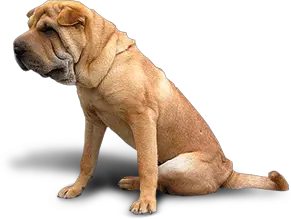 dog PNG image