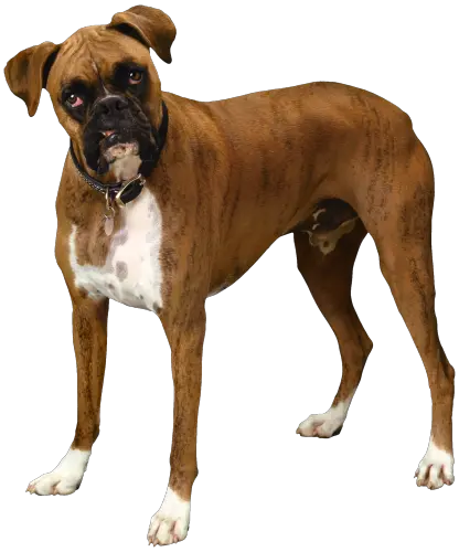 Dog PNG