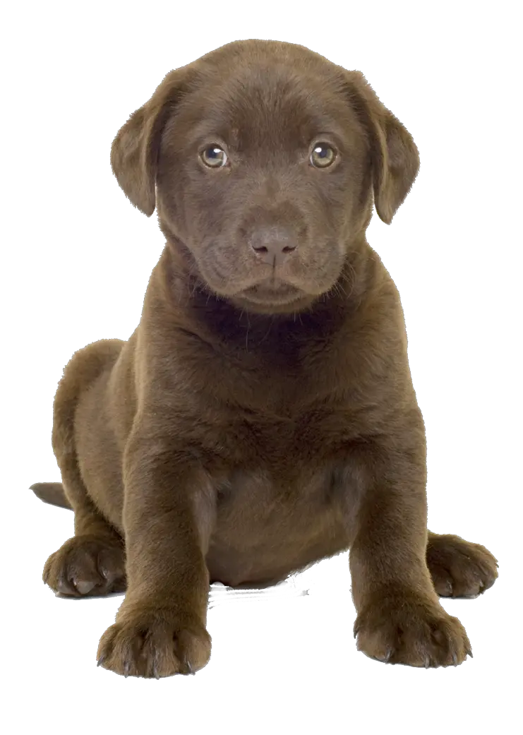dog PNG image