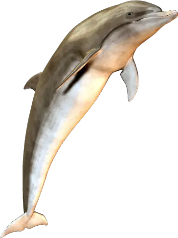 Dolphin PNG image