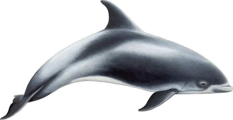 Dolphin PNG