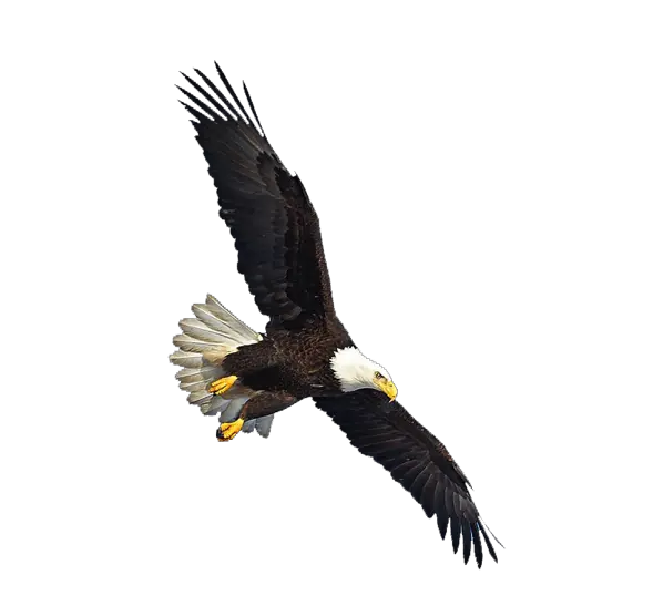 Eagle PNG image free download