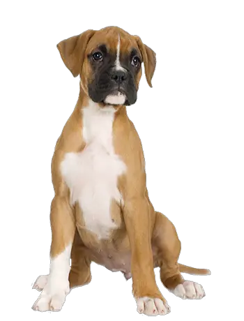 dog png image picture download dogs