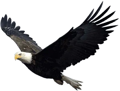 Eagle PNG image free download