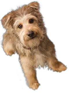 small puppy png image picture download dogs