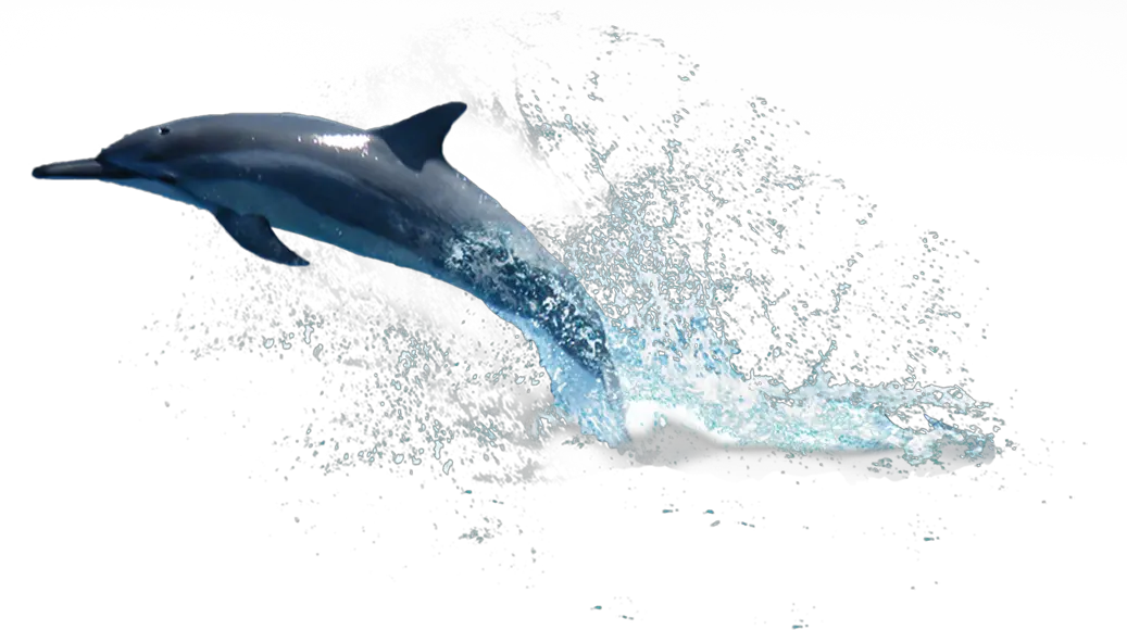 Dolphin PNG