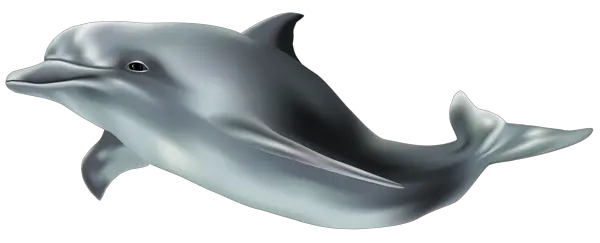 Dolphin PNG