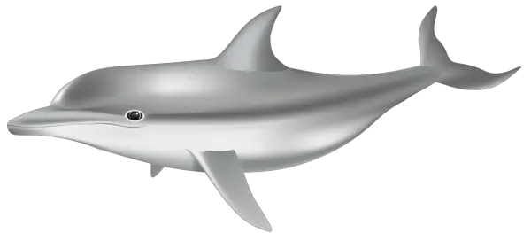 Dolphin PNG