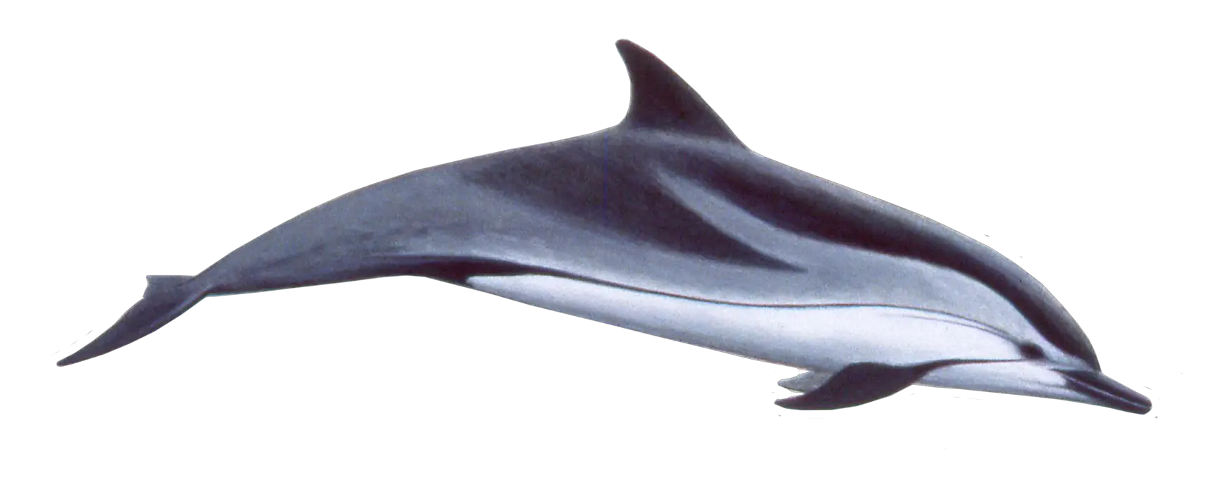 Dolphin PNG