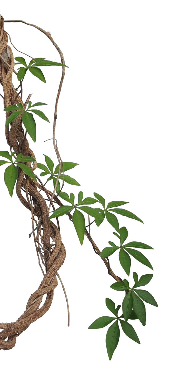 Jungle PNG