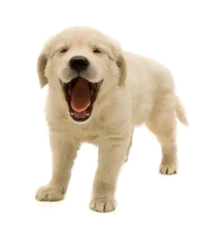 dog png image picture download dogs