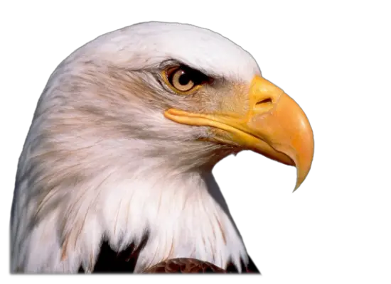 Eagle head PNG image free download