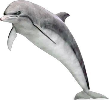 Dolphin PNG image