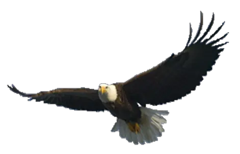 flying eagle PNG image free download