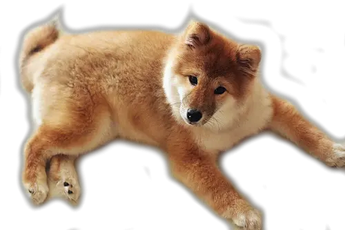 dog PNG image