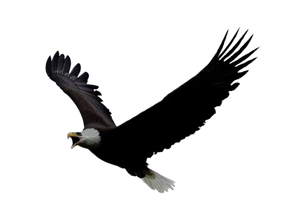 Eagle PNG image free download