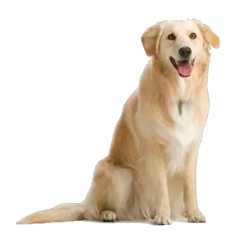 dog PNG image