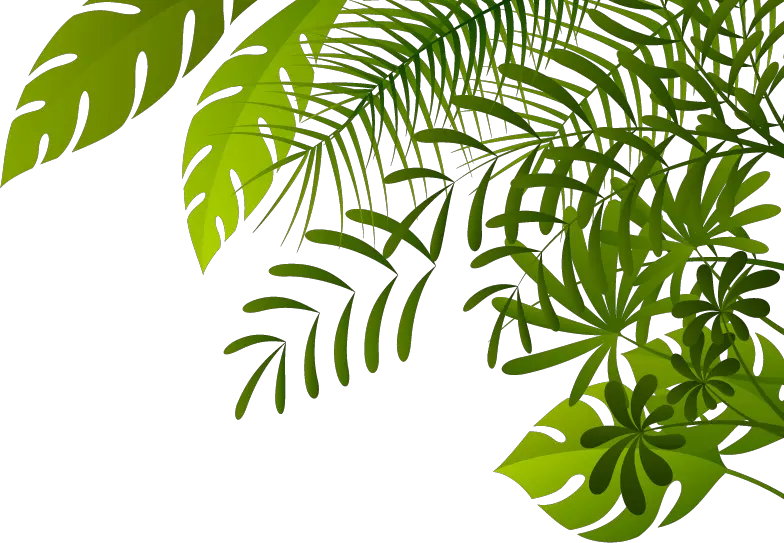 Jungle PNG