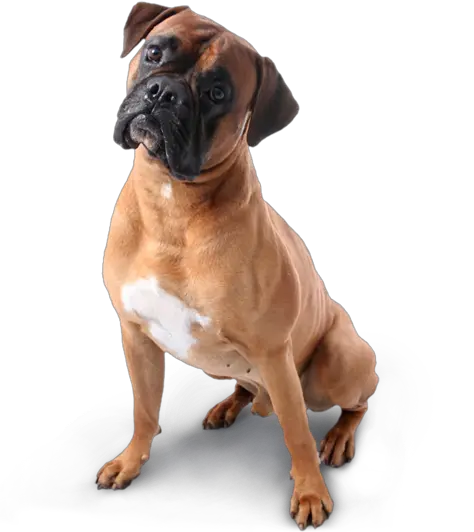 dog PNG image