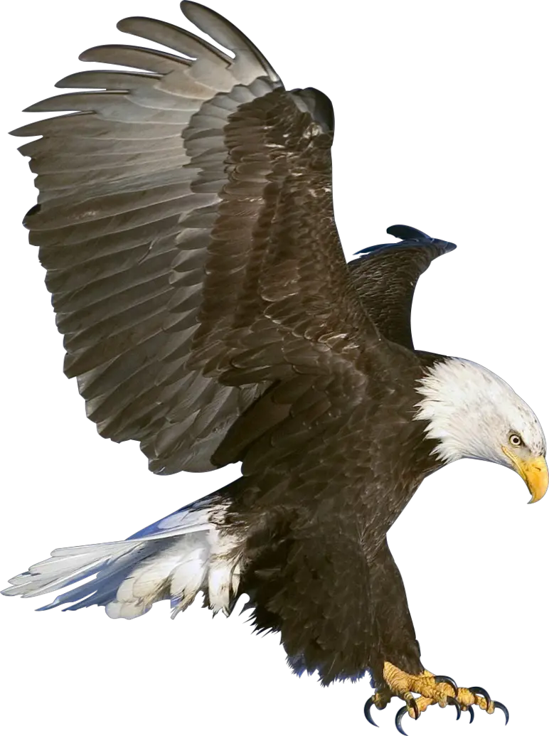 Eagle PNG image free download