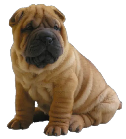 Dog PNG
