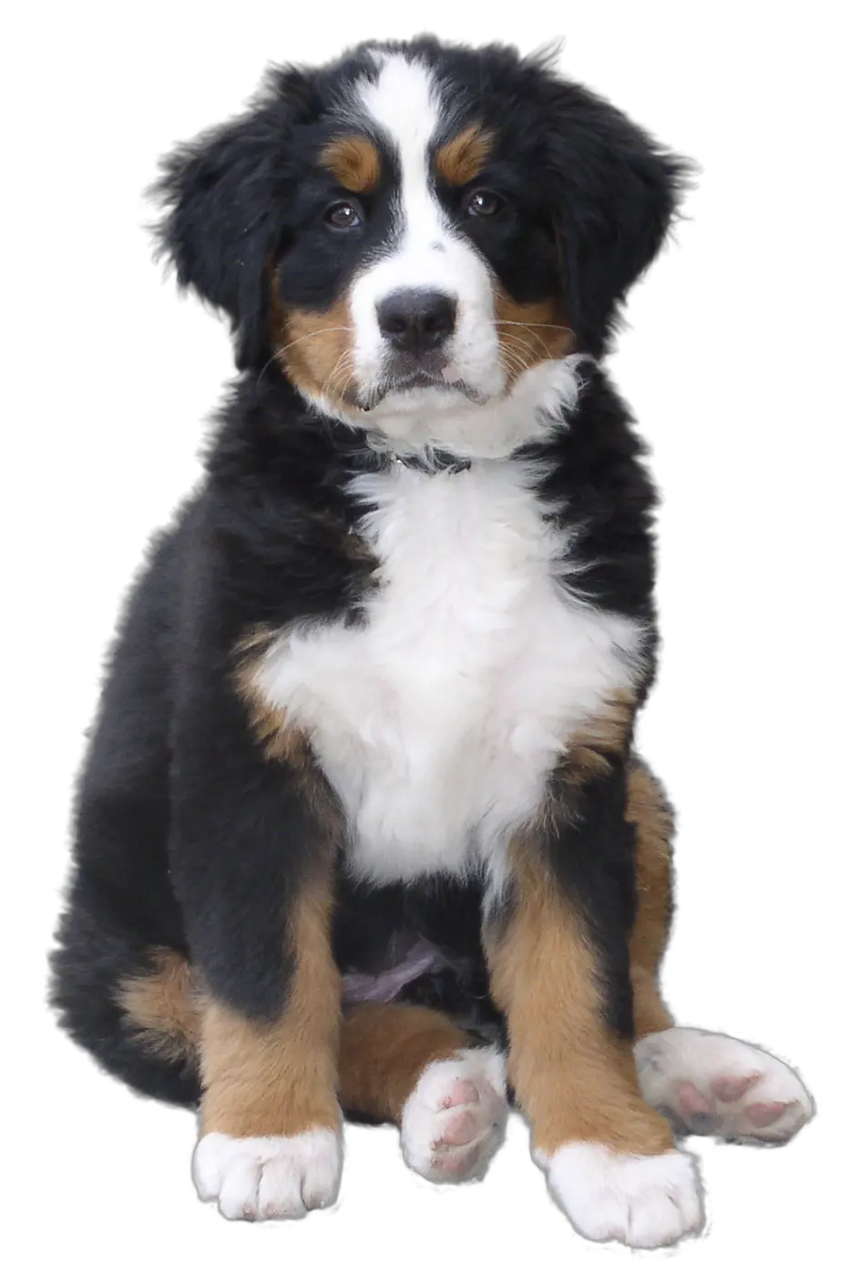 Dog PNG