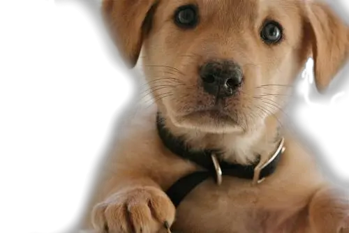 dog PNG image