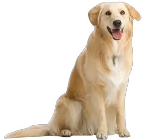 dog png image picture download dogs