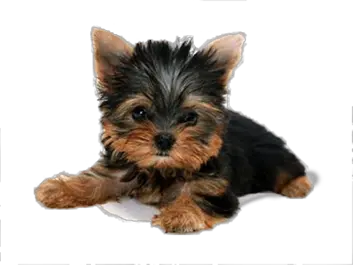 dog png image picture download dogs