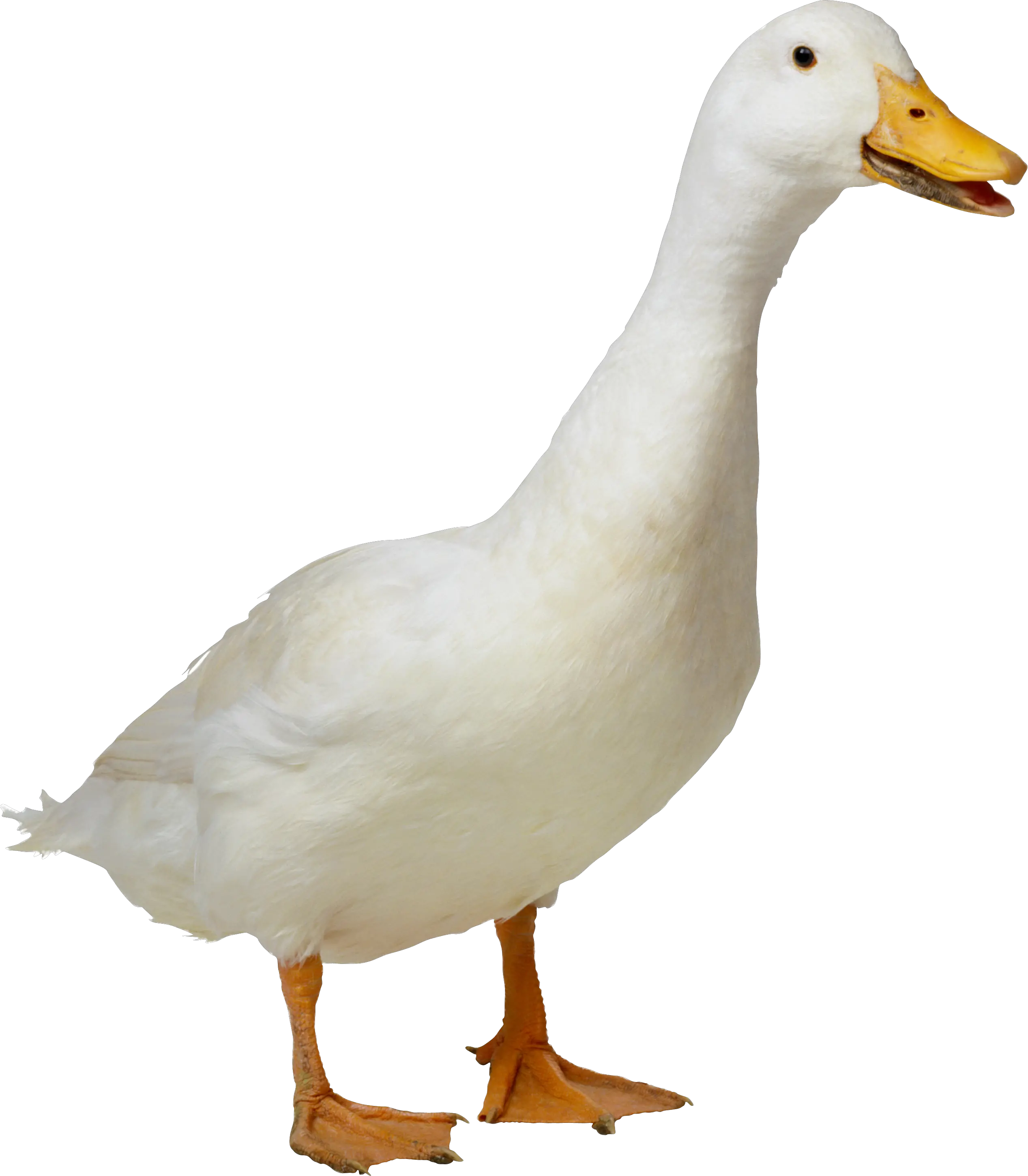 White duck PNG image